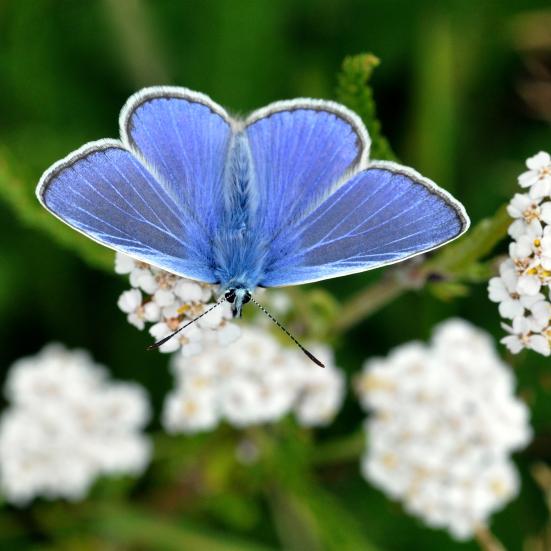 Blå sommerfugl der sidder på en hvid blomst