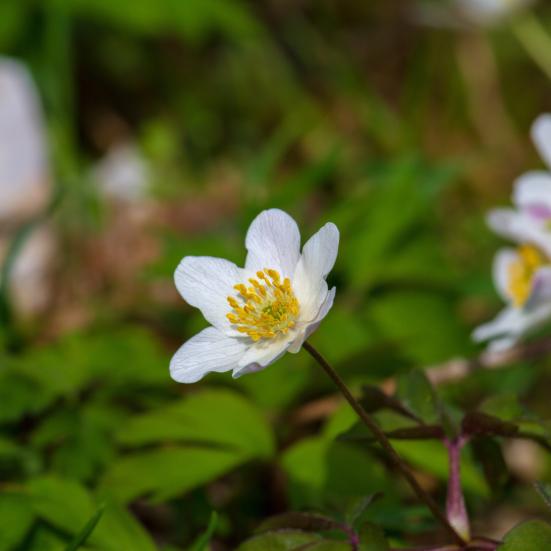 Hvid anemone i groen skovbund