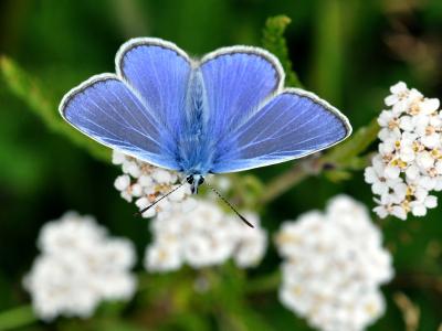Blå sommerfugl der sidder på en hvid blomst