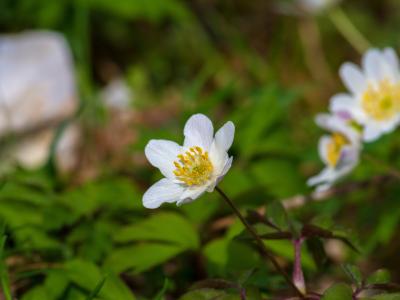Hvid anemone i groen skovbund