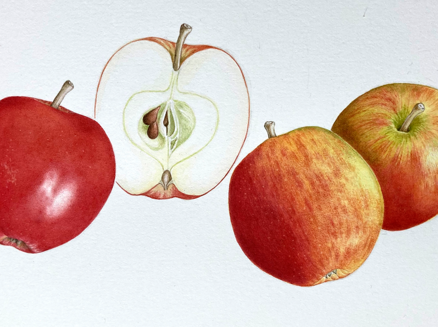 Æbler. Illustrator: Katja Anker