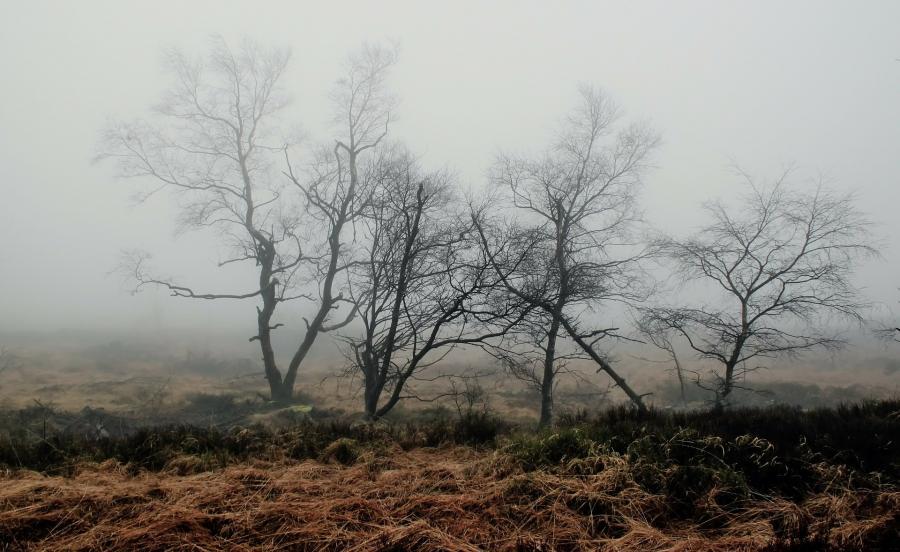 Foto af et tåget naturområde