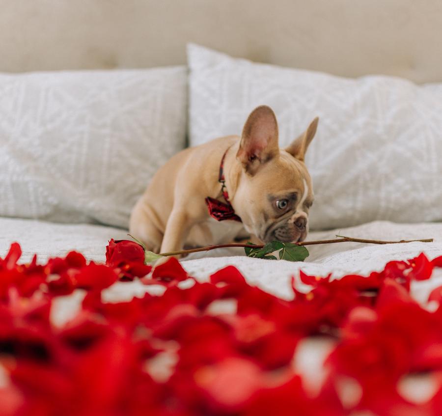 Foto af hund med hjerter på en seng